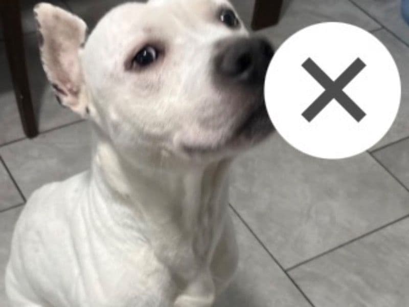 American Staffordshire Terrier 2 years old male medium named Tyson for sale in Monroe County, New York | Petmeetly