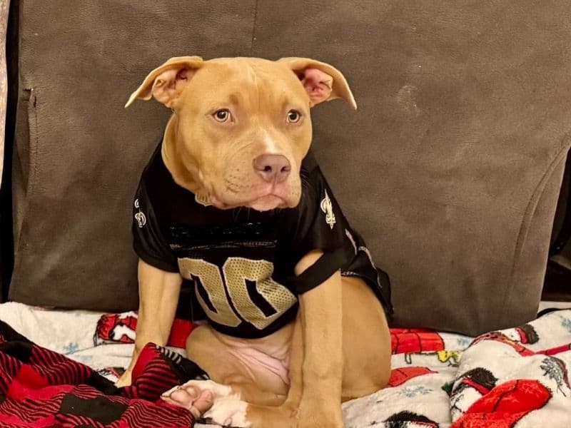 American PitBull Terrier 1 year 5 months old female medium named Boudin for adoption in Jefferson Parish, Louisiana | Petmeetly