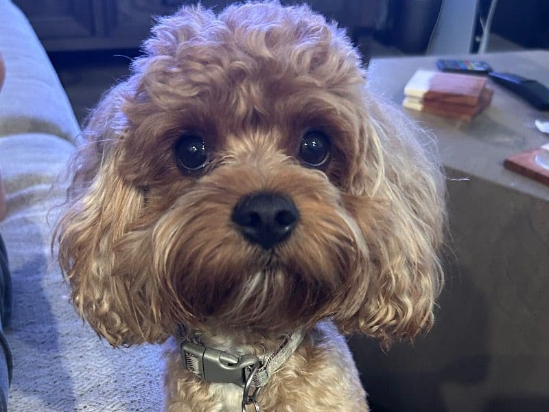 Cavapoo (Cavadoodle) 3 years 1 month old male small named Marley for sale in Denton County, Texas | Petmeetly