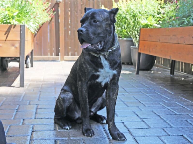 Deuce primary photo