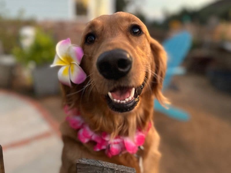 Okalani primary photo
