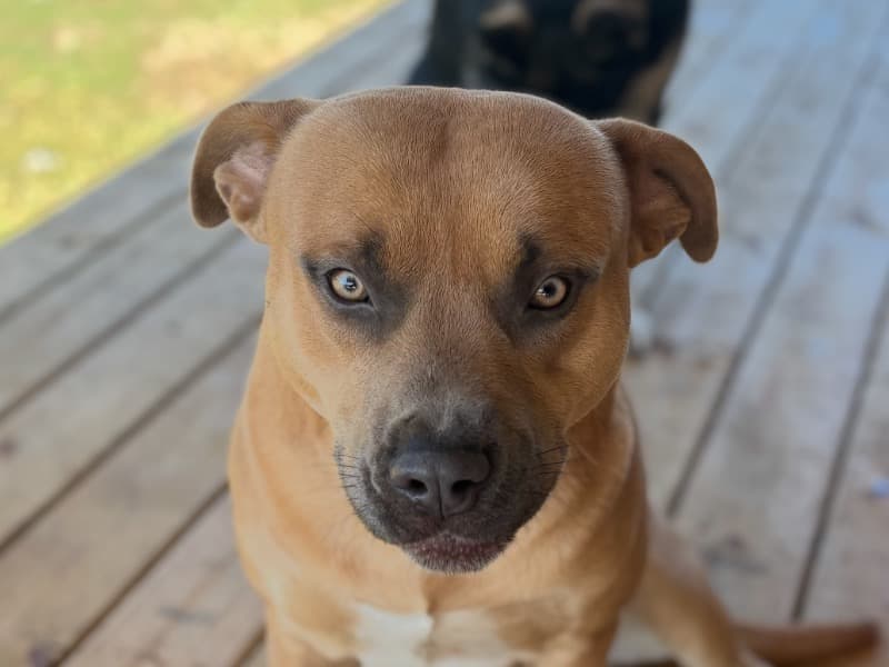 Black Mouth Cur 1 year old male medium named Milton for adoption in Florida | Petmeetly