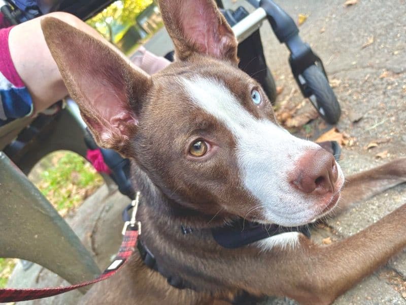 Pitsky 1 year 1 month old male large named Benny for adoption in Queens County, New York | Petmeetly