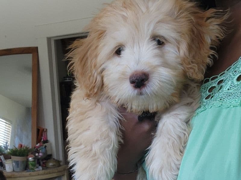 Teddy primary photo