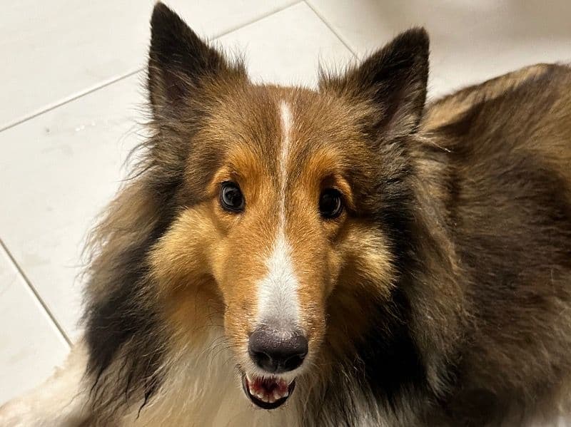 Eevee primary photo