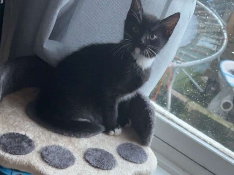 Kittens primary photo