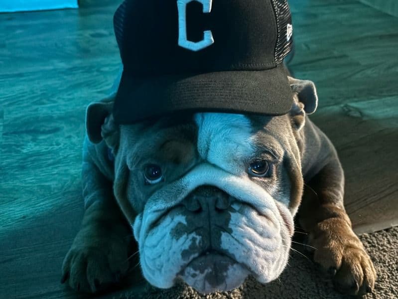 Bowser primary photo