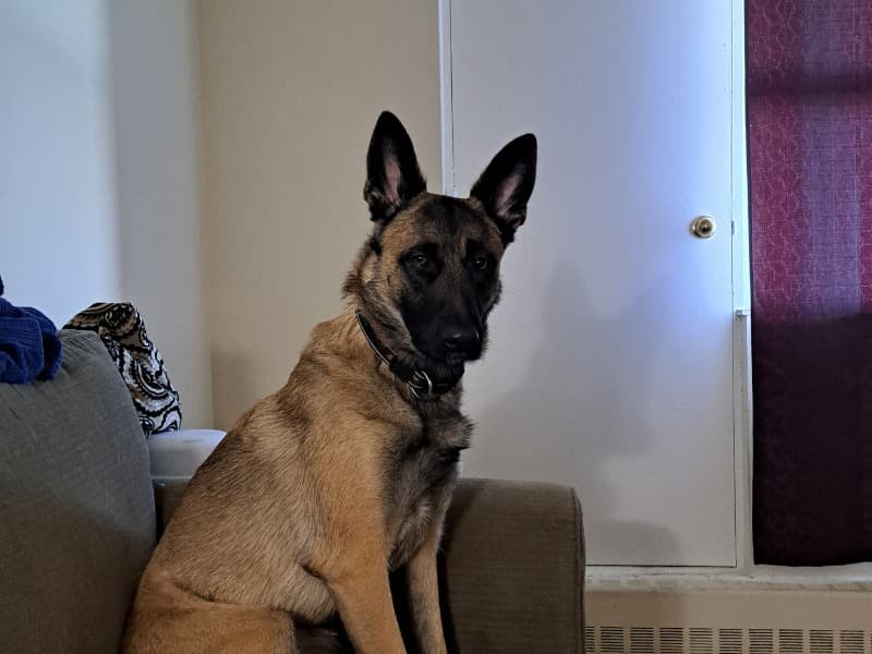 Koda primary photo