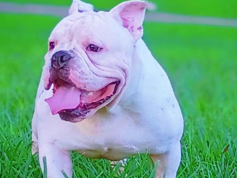 American Pocket Bully 1 year old male medium named Samson for sale in Wharton County, Texas | Petmeetly
