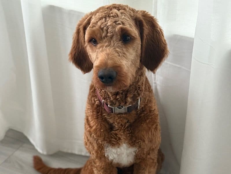 Teddy primary photo