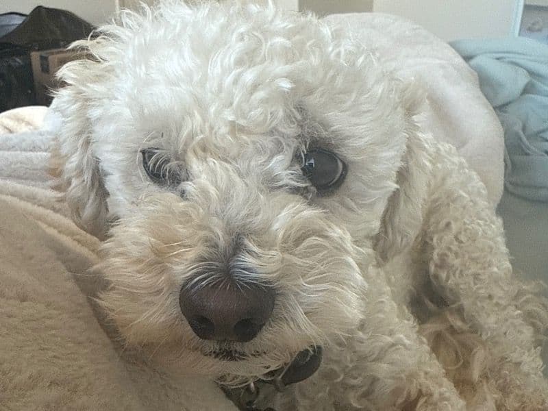 Toy Poodle 4 years 5 months old male small named Max for adoption in San Francisco County, California | Petmeetly