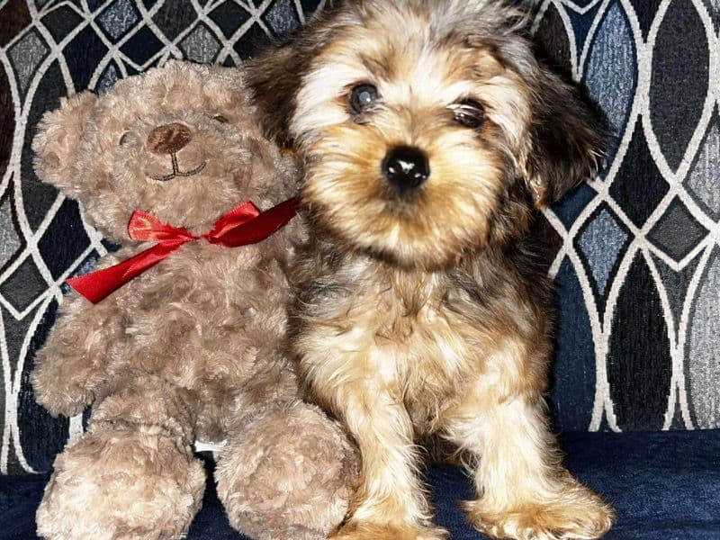 Bear primary photo