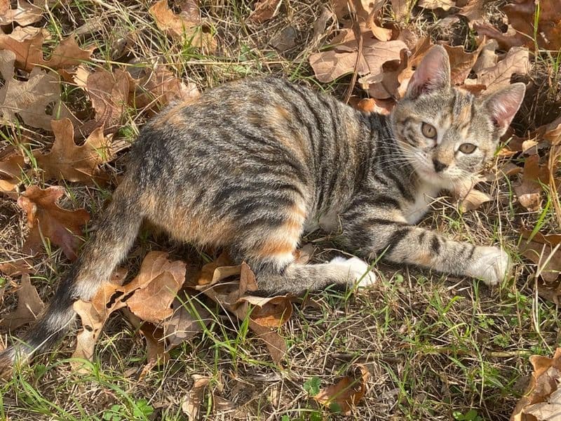 Calico 4 months old female named Rosemary for adoption in Dallas County, Texas | Petmeetly