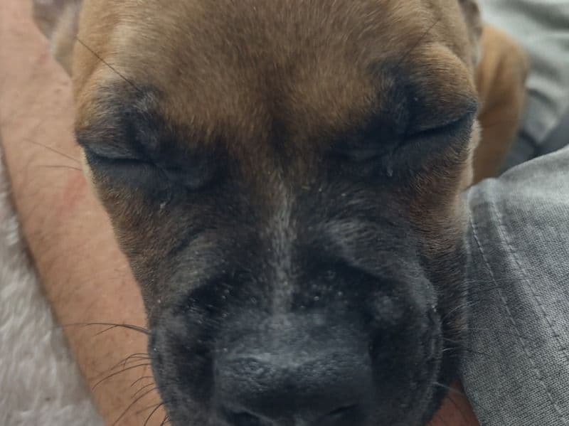 Black Mouth Cur 6 months old male small named Theo for sale in Florence, South Carolina | Petmeetly