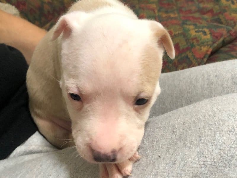 American Bully 1 month old female small named Snow White for sale in Arlington County, Virginia | Petmeetly