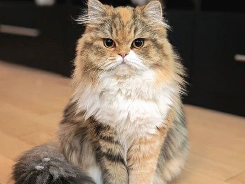 Chinchilla 3 years 4 months old female named Lucy for sale in Toronto, Ontario | Petmeetly