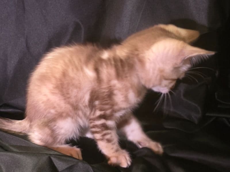 Bengal 2 months old male named Angel for sale in South Central Connecticut Planning Region, Connecticut | Petmeetly