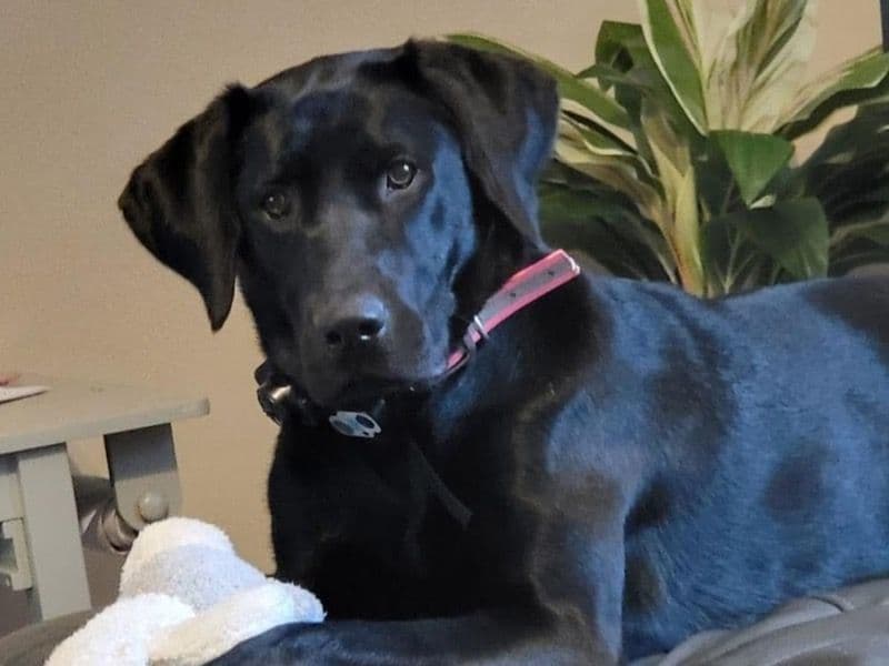 Zoey primary photo