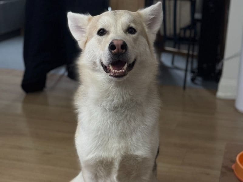 German Shepherd 3 years 8 months old female large named Stella for breeding in Toronto, Ontario | Petmeetly