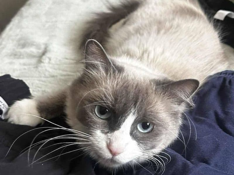 Ragdoll 2 years old female named Kamora for sale in Clackamas County, Oregon | Petmeetly