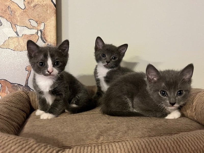 Russian Blue 3 months old female named Russian Blue Mix for sale in Los Angeles County, California | Petmeetly