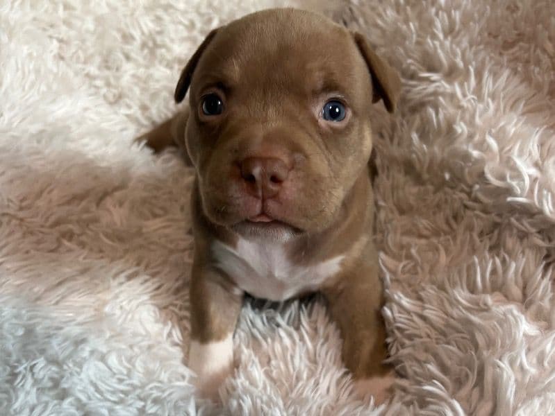 Brownie primary photo