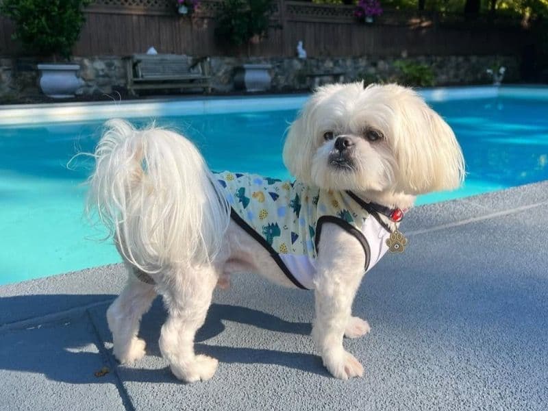 Mylo primary photo
