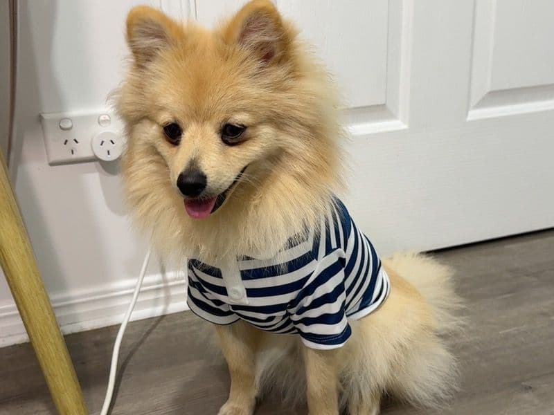 Pomeranian 1 year 2 months old male small named Martino for sale in Brisbane City, Queensland | Petmeetly