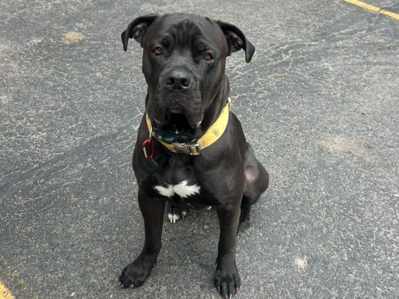 Drako primary photo