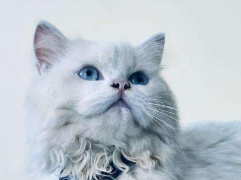 Persian 2 years 5 months old male named Cookie for breeding | Petmeetly