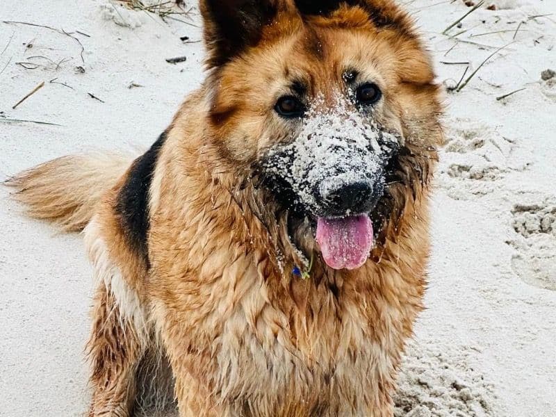 German Shepherd 17 years 2 months old female large named Gracie for sale in Casey City, Victoria | Petmeetly