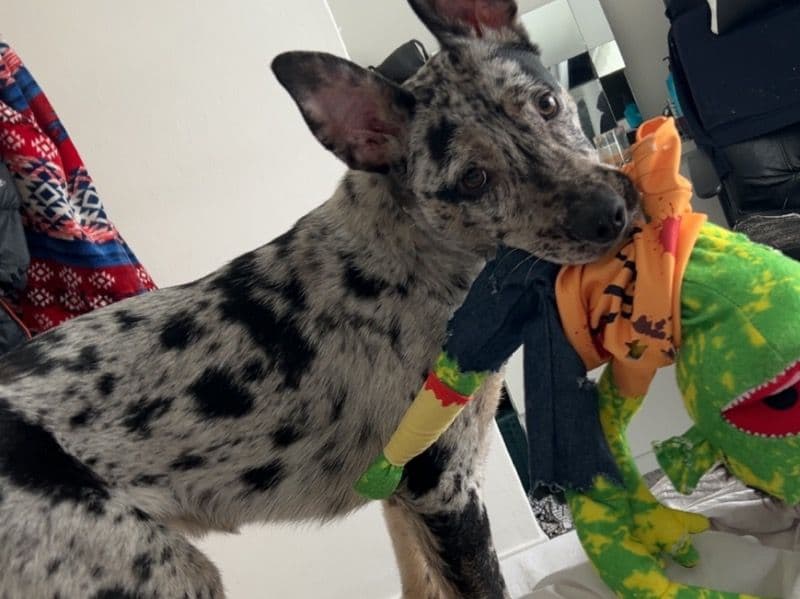 Black German Shepherd 1 year 3 months old male medium named Blue for breeding in South Yorkshire, England | Petmeetly