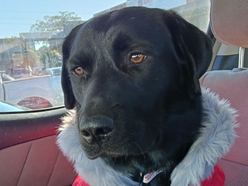 Sadie primary photo