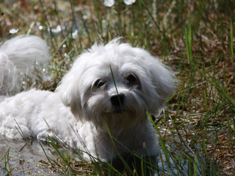 Toby primary photo