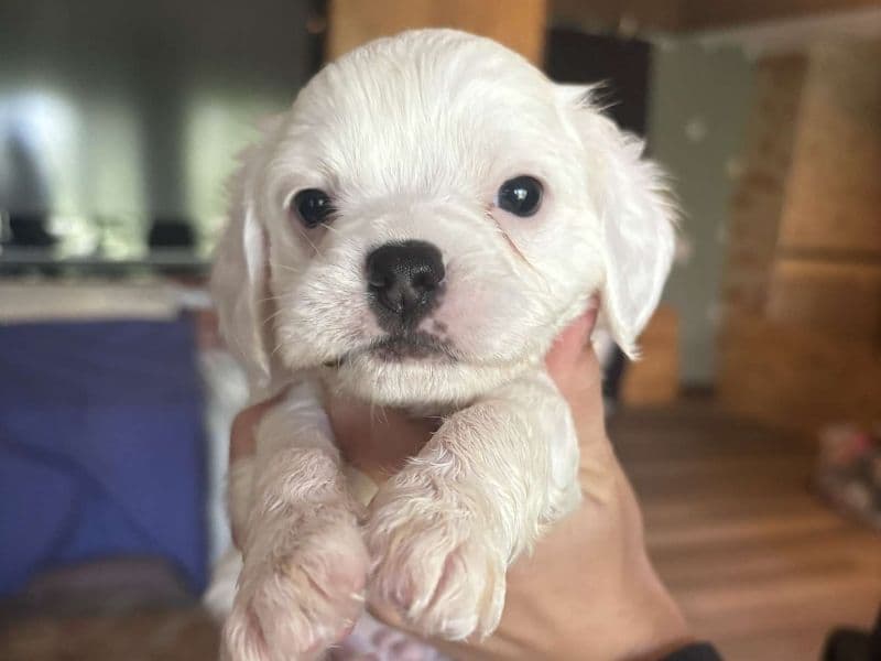 Louie primary photo