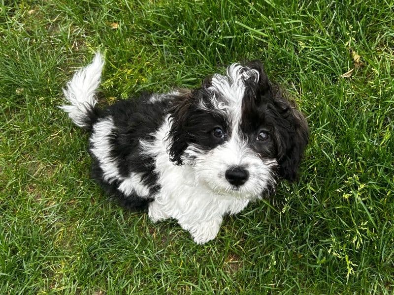 Milo primary photo