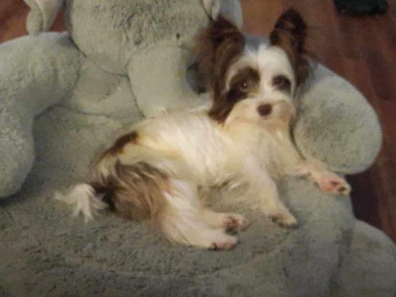 Yorkshire Terrier 2 years 7 months old male small named Rebel for breeding in Walker County, Alabama | Petmeetly