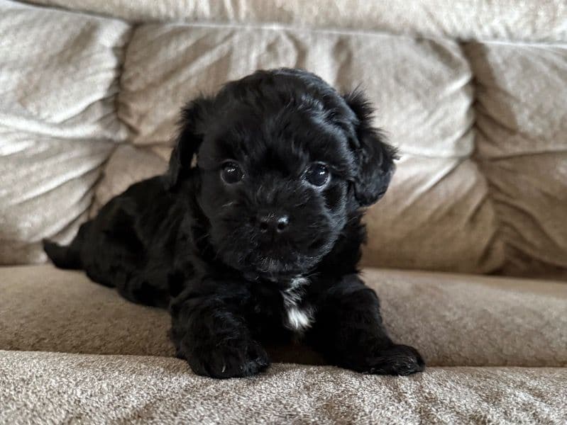 Maltipoo primary photo