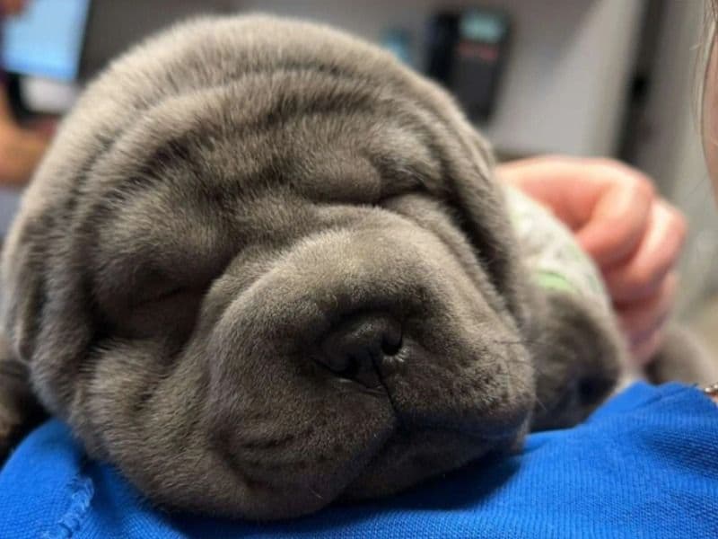 Puppies! primary photo