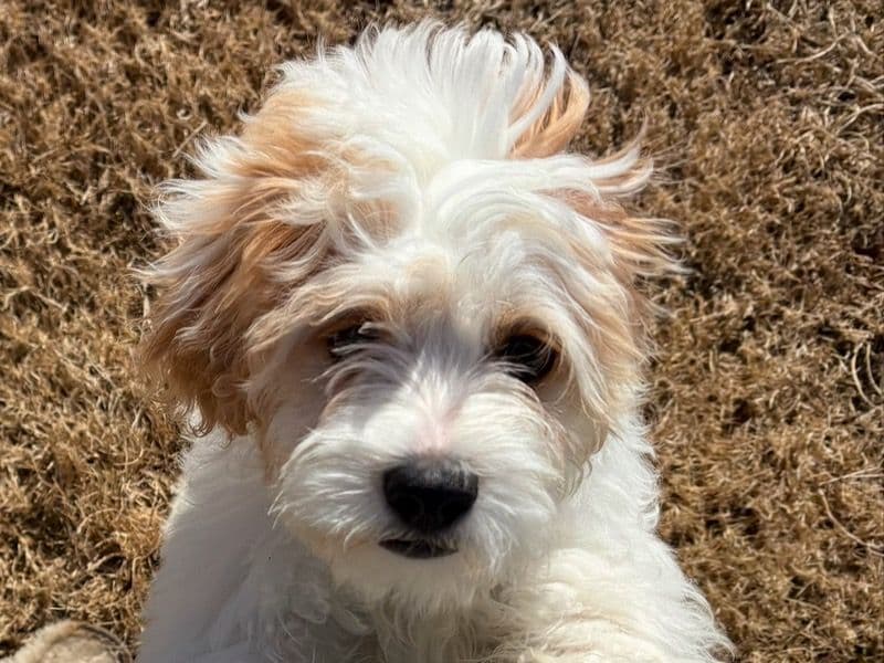 Shih Tzu 11 months old male medium named Five for sale in Lancaster County, South Carolina | Petmeetly