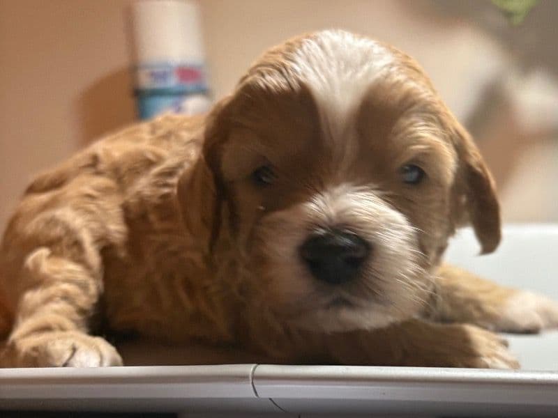 Cavapoo (Cavadoodle) 2 months old male small named Black Collar for sale in Gwinnett County, Georgia | Petmeetly