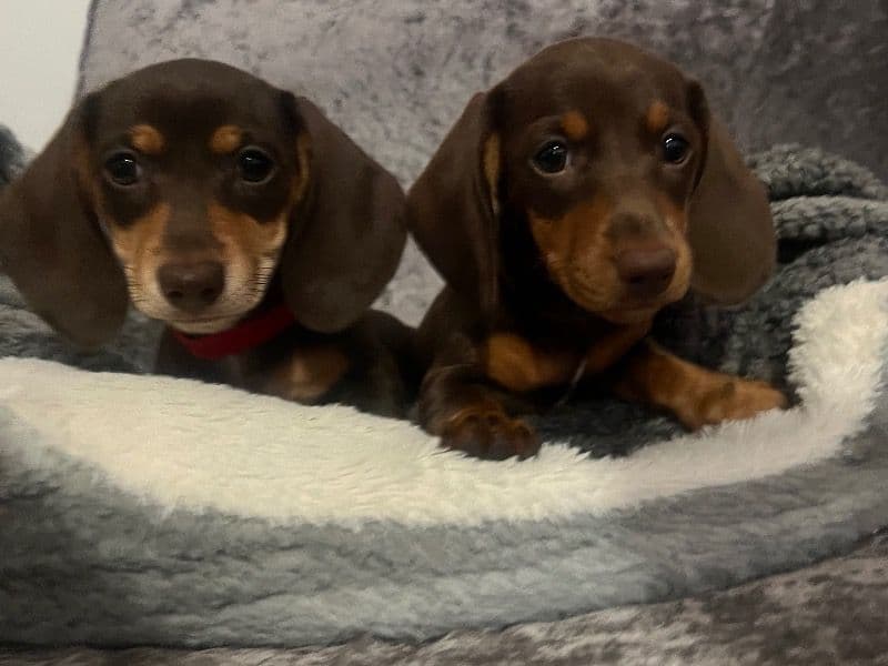 Miniature Dachshund Puppies primary photo