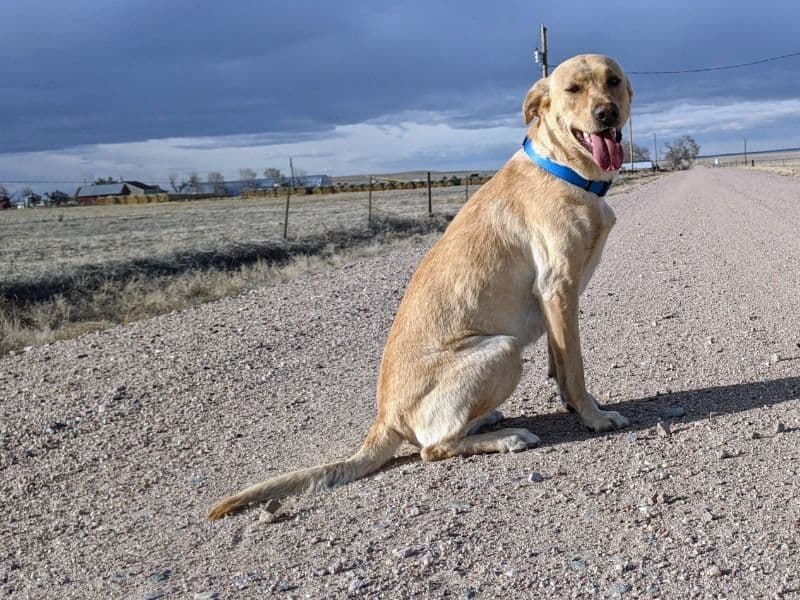 Nelli primary photo
