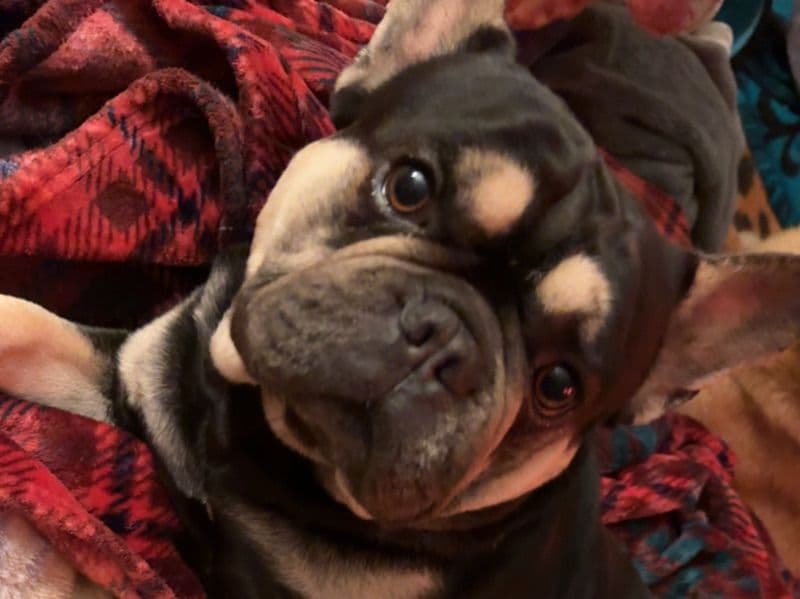 Hank primary photo