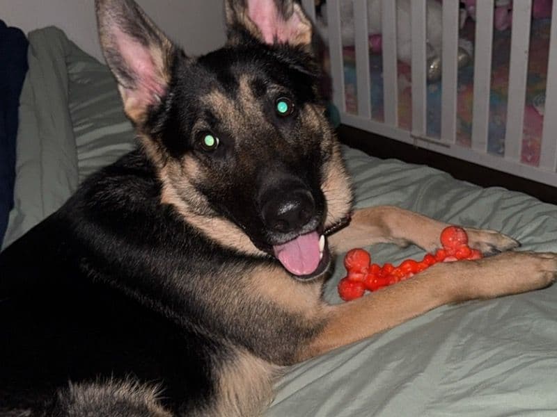 Black German Shepherd 1 year 10 months old male large named Duke for breeding in Clark County, Ohio | Petmeetly