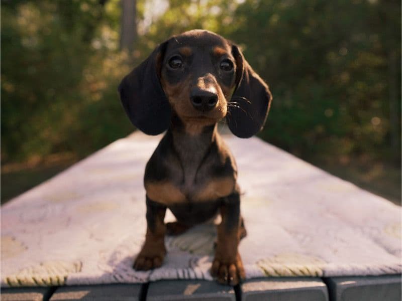 Miniature Dachshund 4 months old female small named Georgia for sale in Harris County, Texas | Petmeetly