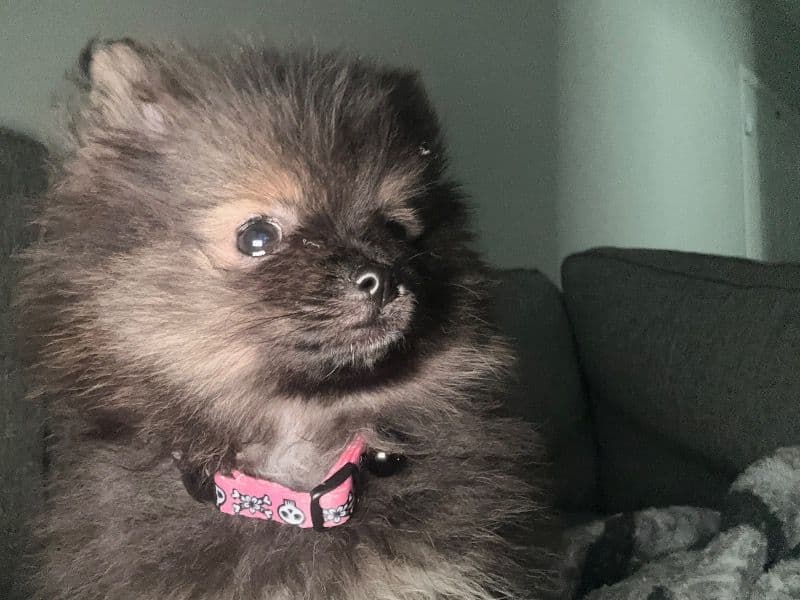 Pomeranian 1 year old male small named Pepper for sale in Humble, Texas | Petmeetly