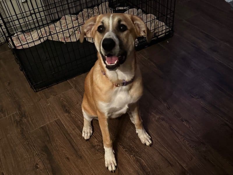 Anatolian Shepherd 1 year 2 months old female large named Dana for adoption in Norman, Oklahoma | Petmeetly