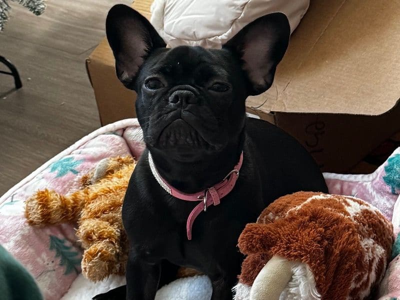 Lana primary photo