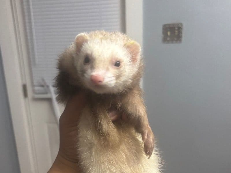 Ferret 1 year old female named Chanel for sale in Lancaster County, Pennsylvania | Petmeetly
